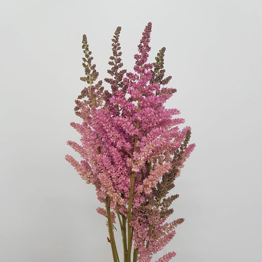 Astilbe - Romanze Pink (5 Stems)