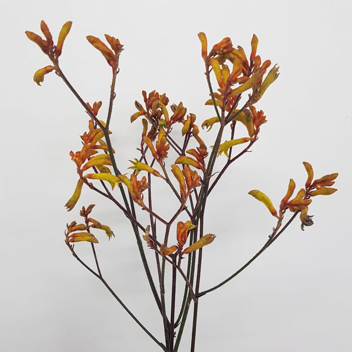 Kangaroo Paws (Imported) - Red