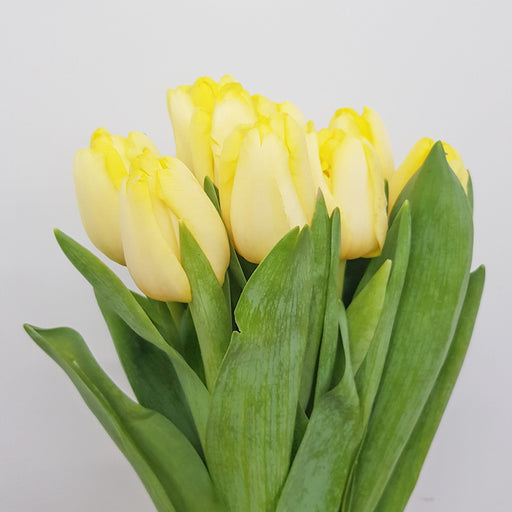 Tulip (Imported) - Light Yellow