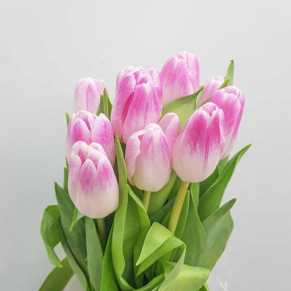 Tulip Florence (Imported) - 2 Tone White Pink