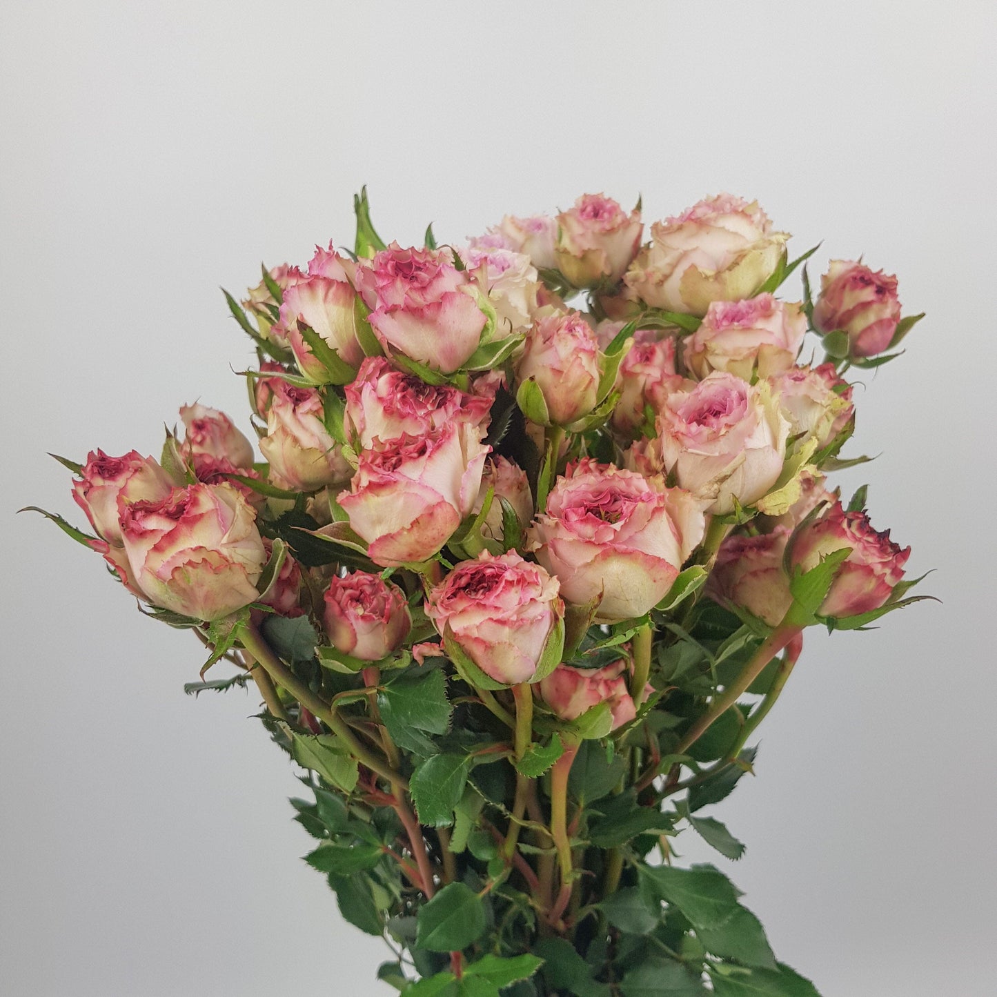 Spray Rose   - Lipstick