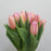 Tulip (Imported) - 2 Tone Pink Peach