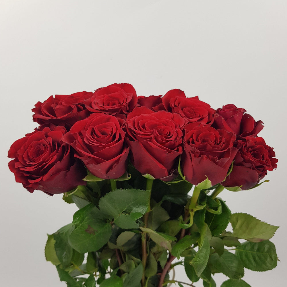 Rose 50cm Upper Class (Imported) - Red
