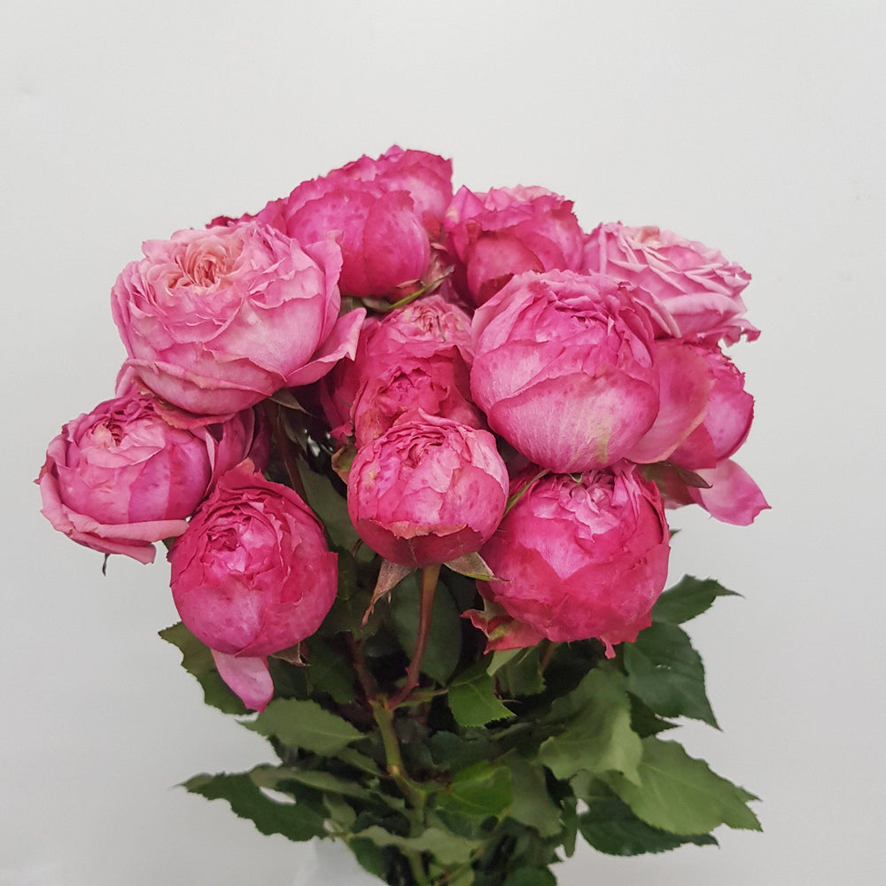 Spray Rose (Imported) - Sweet Pink