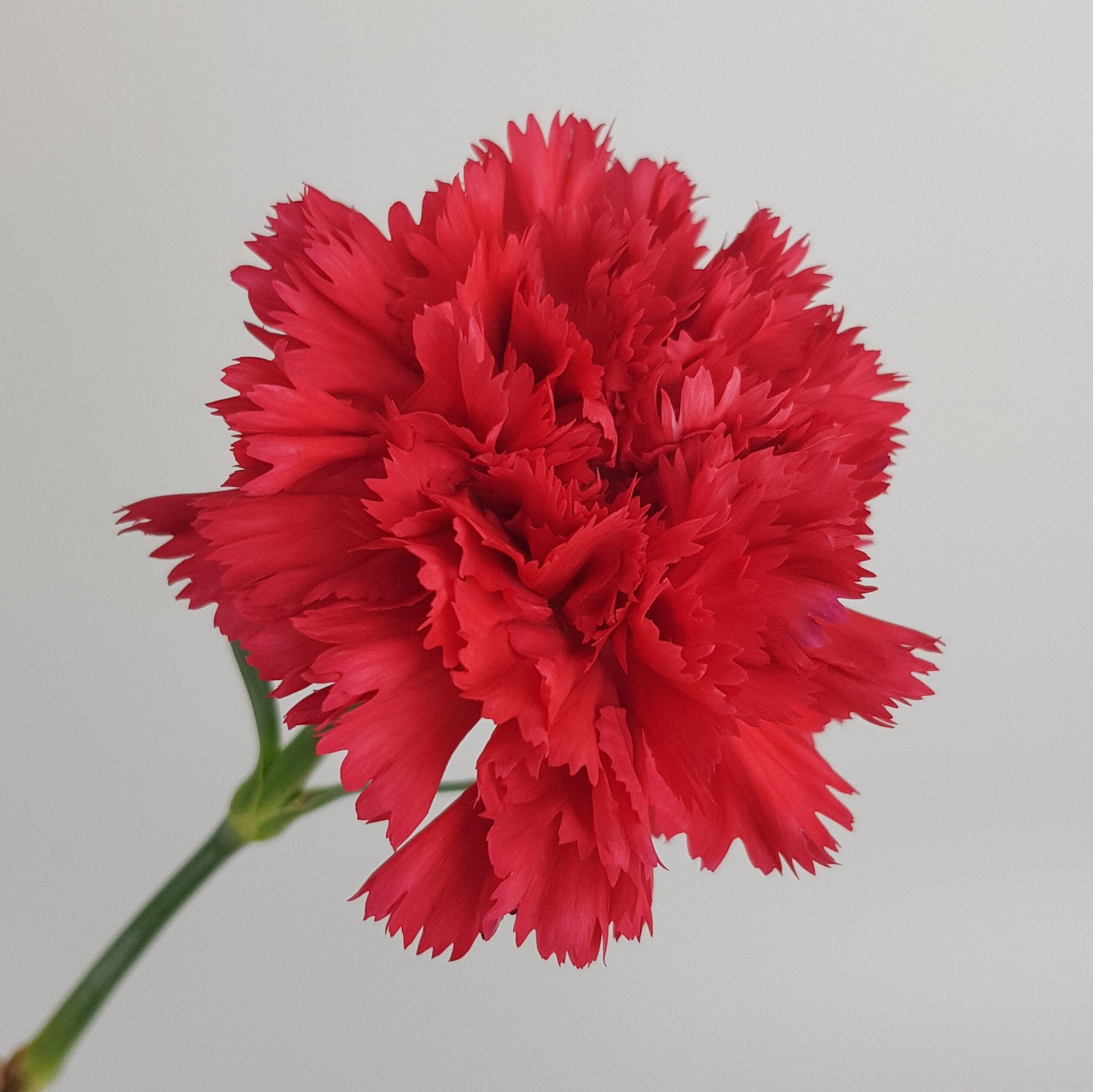 Carnations (Imported) - Red