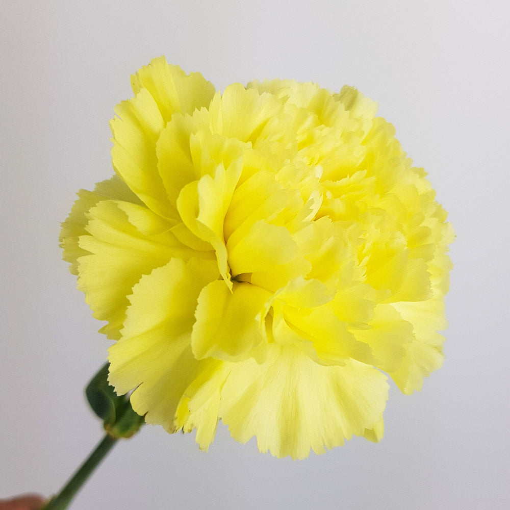 Carnation - Yellow