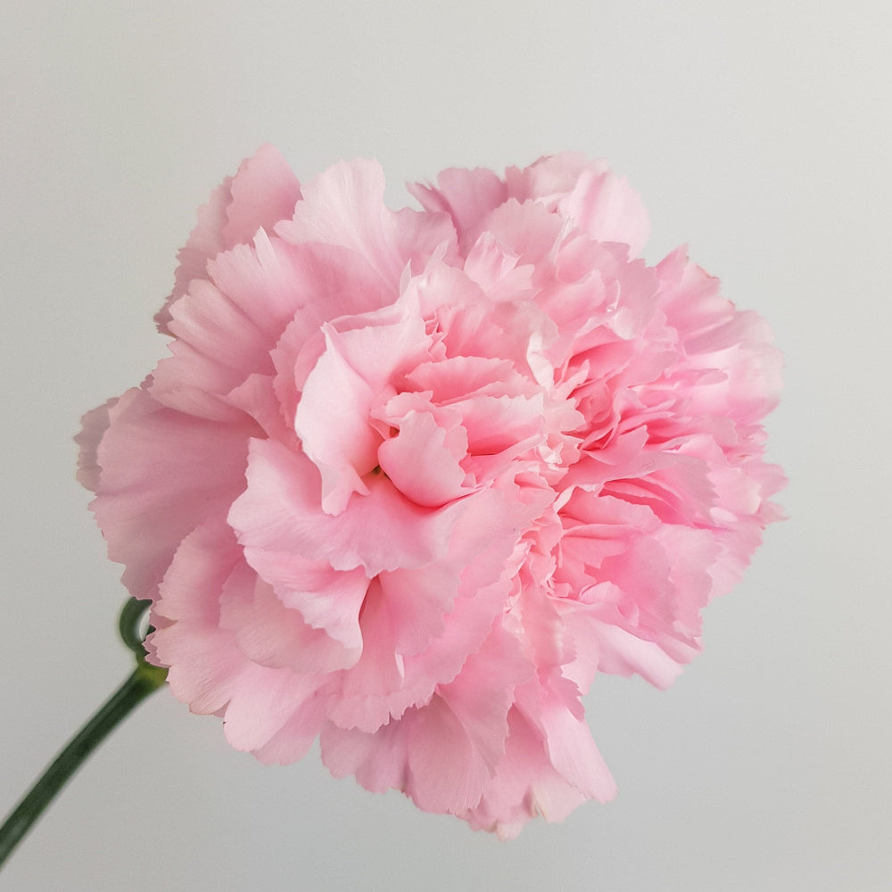 Carnation - Light Pink