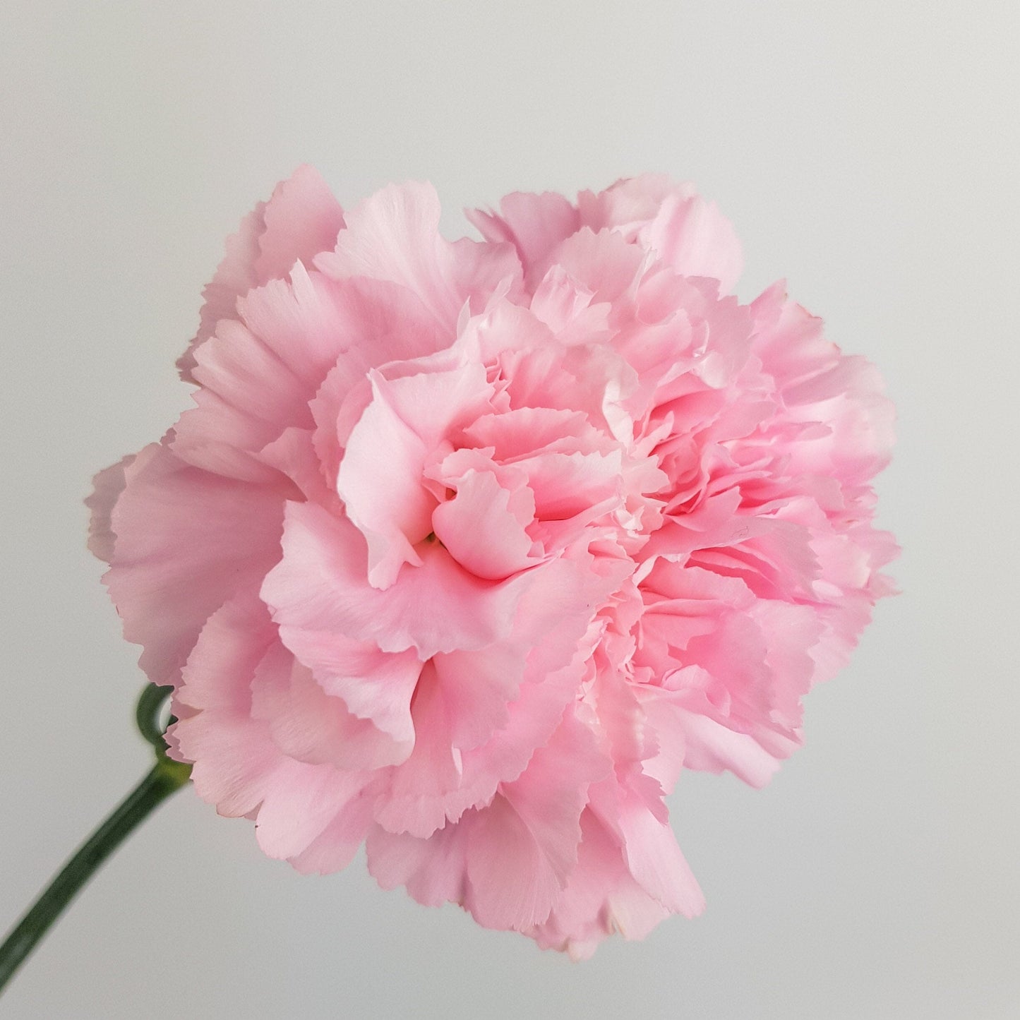 Carnation - Light Pink