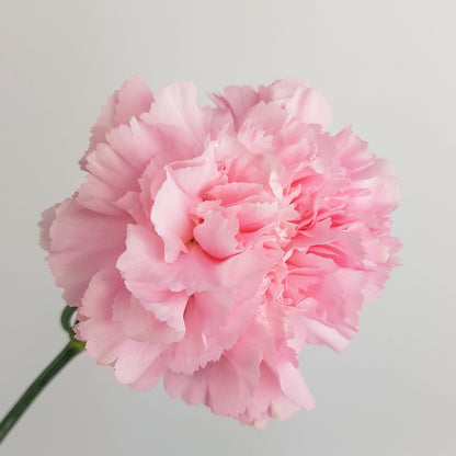 Carnation - Light Pink