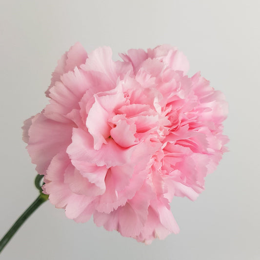 Carnation - Light Pink