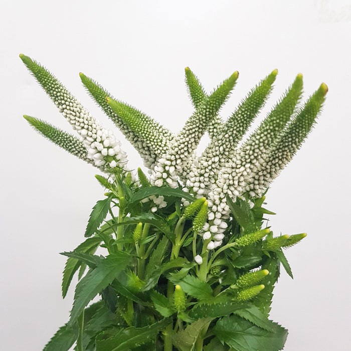 Veronica (Imported) - White [5 Stems]
