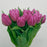 Tulip Double Princess (Imported) - Hot Pink