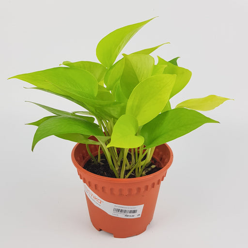 Epipremnum Money Plant - Neon Green | Floristika.com.my
