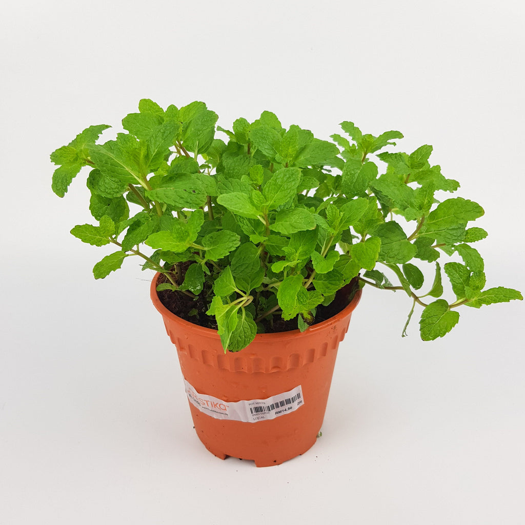 Herb Garden Malaysia Large Variety At Wholesale Prices