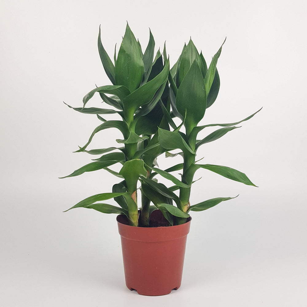 Lotus Bamboo - 3 stems