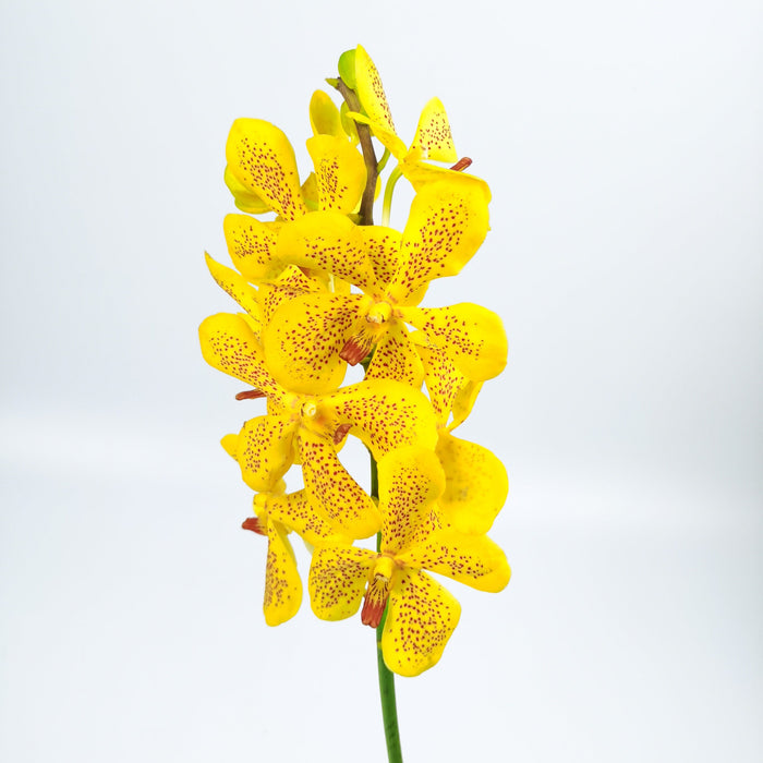 Orchid Mokara (Imported) - Yellow