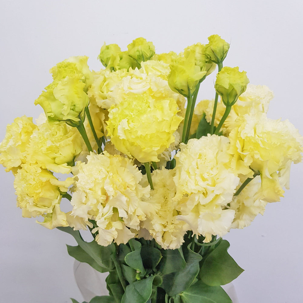 Eustoma - Yellow (600g)