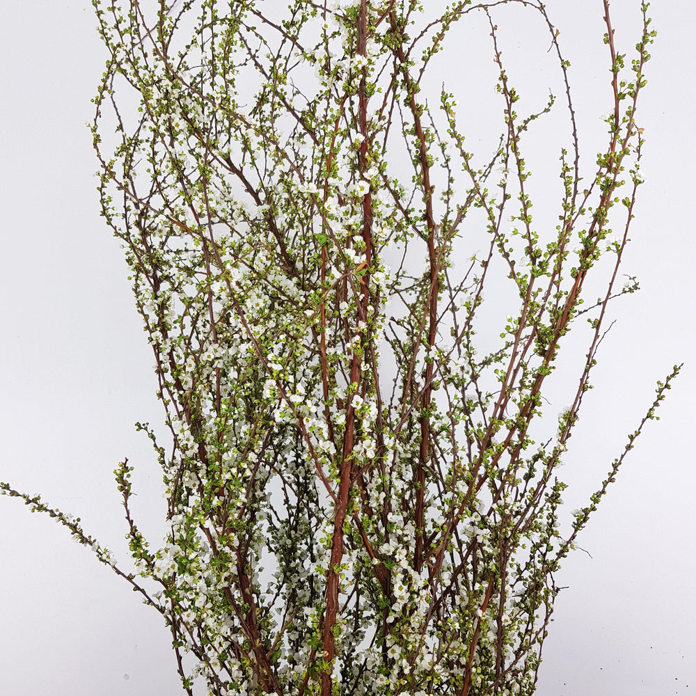 snow willow indoor plant Snow Willow