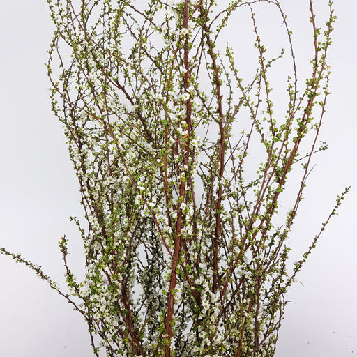 Snow Willow (Imported) - Green