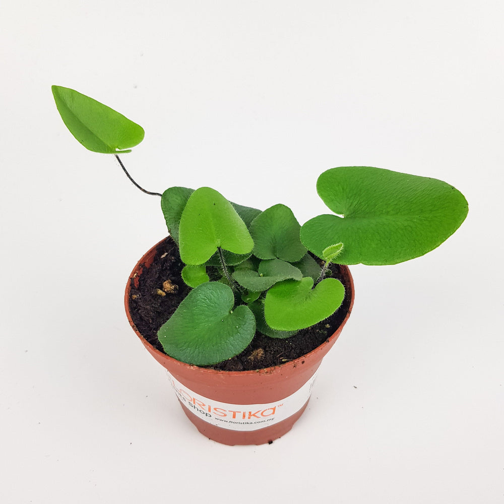 Hemionitis Arifolia (8cm)