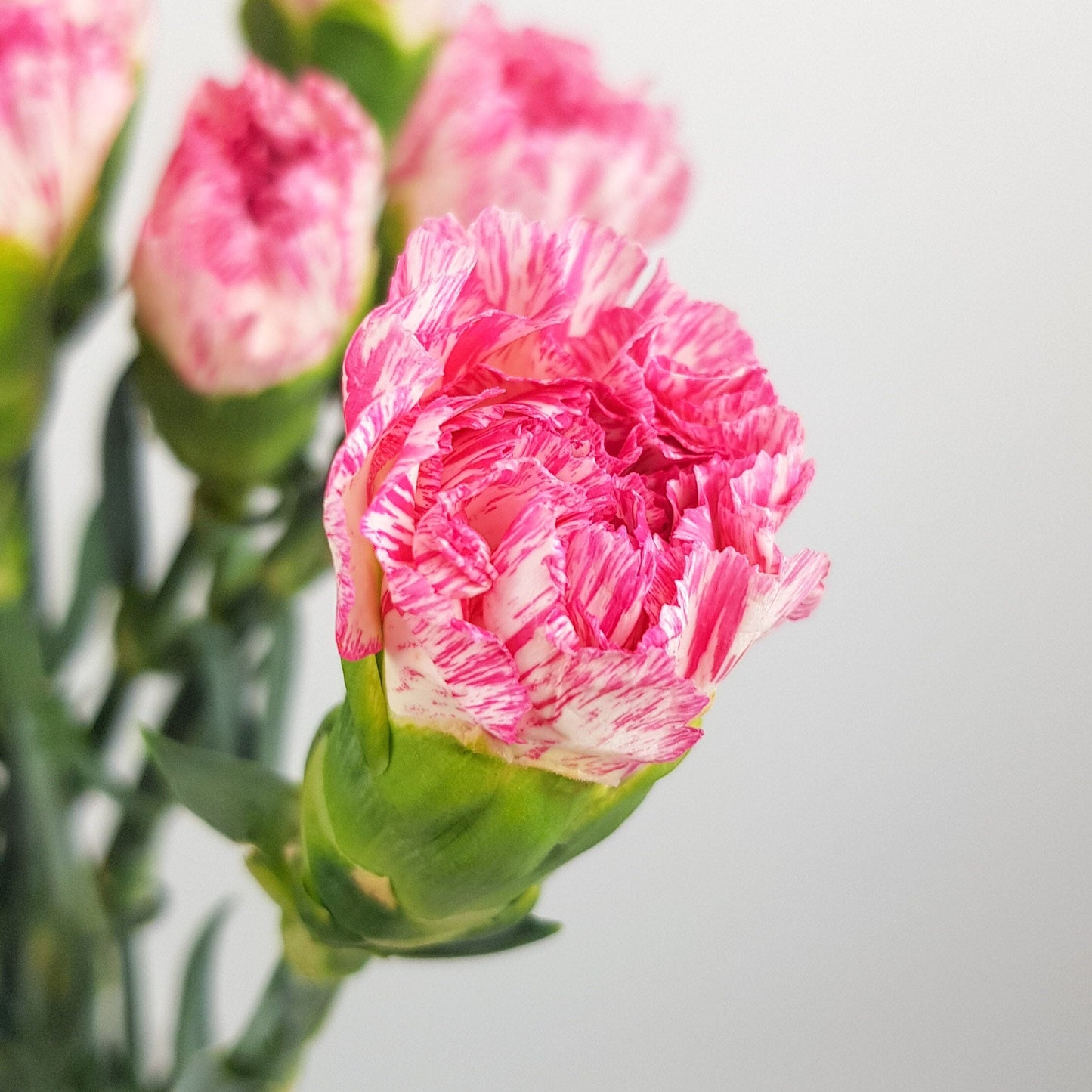 Carnation - White/Pink Line