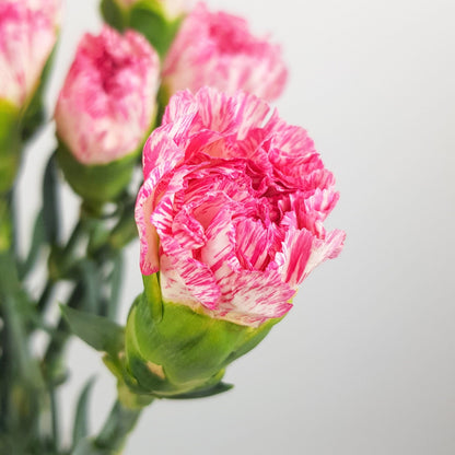 Carnation - White/Pink Line