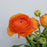 Ranunculus (Imported) - Orange
