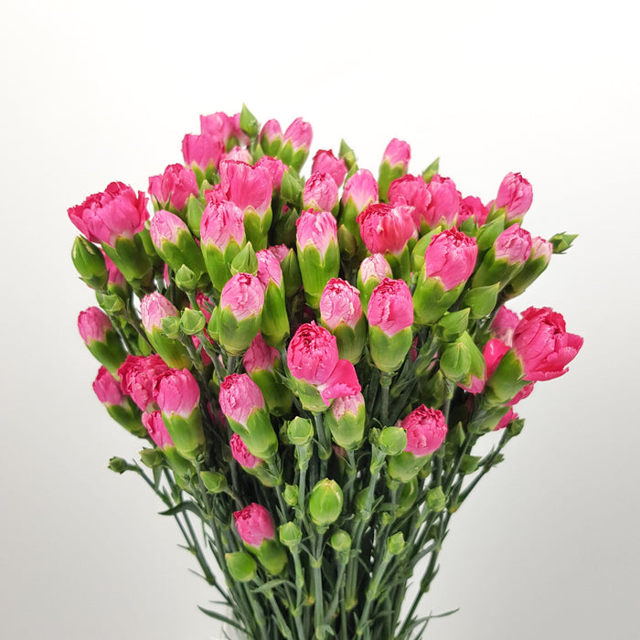 Spray Carnation (Imported) - Cherry Red