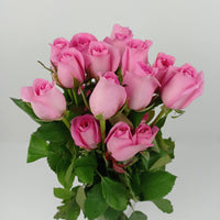 Pink Revival Rose Fresh Cut Flowers Floristika