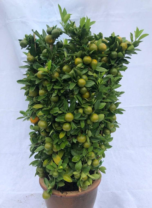 chinese-new-year-plant-lime-tree-2019