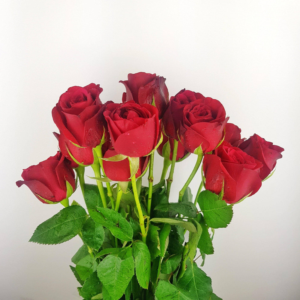 Rose Taj Mahal 50cm - Red (10 Stems)
