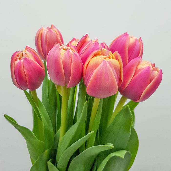 Tulip Double (Imported) - 2 Tone Pink