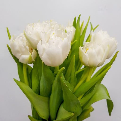 Tulip Double Northcap (Imported) - White