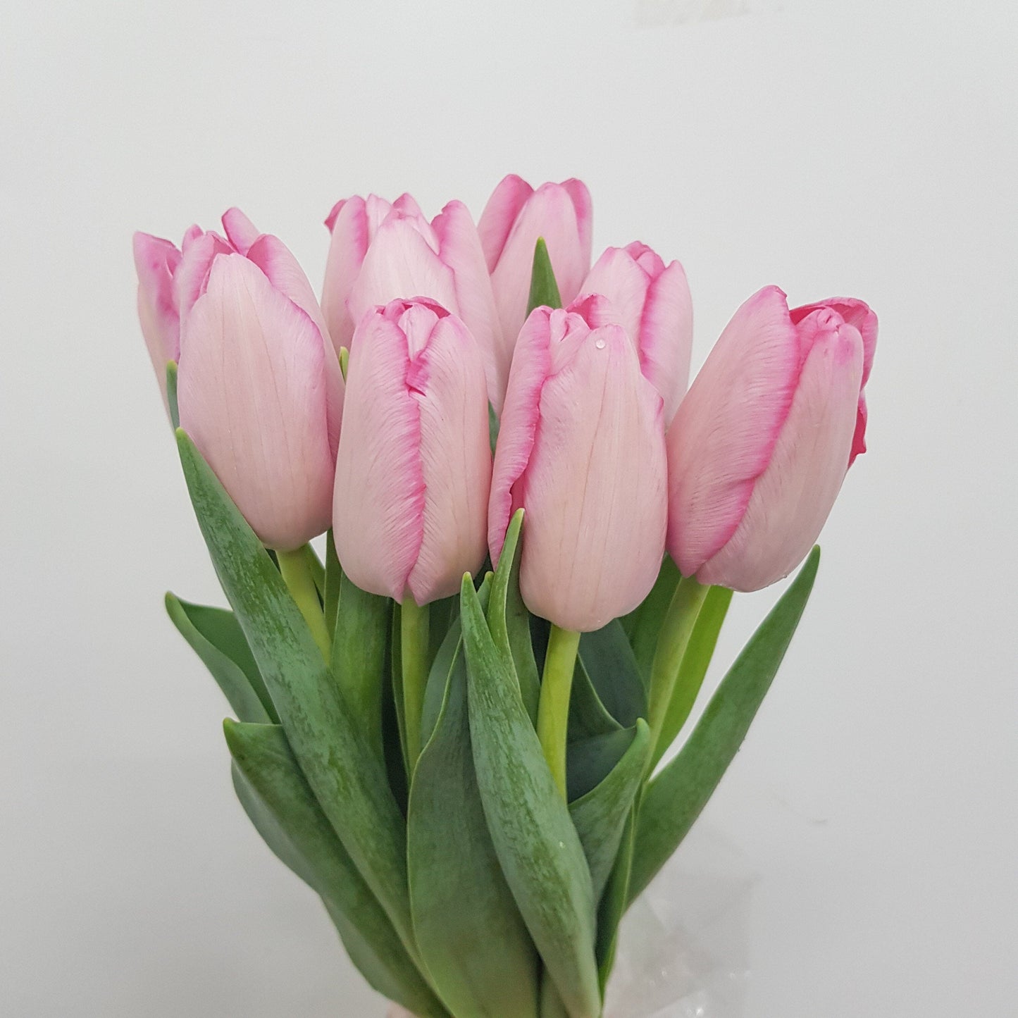 Light Pink Fresh Cut Tulip