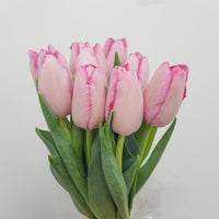 Light Pink Fresh Cut Tulip