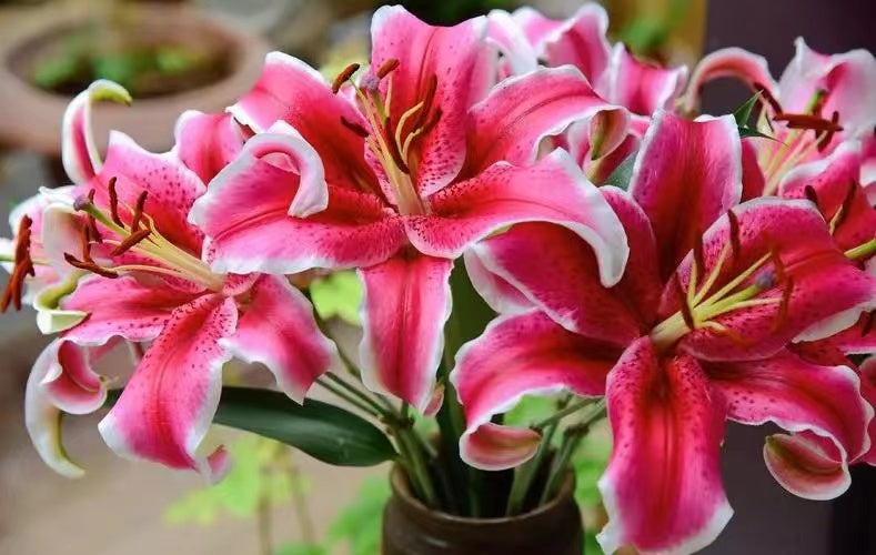 PRE-ORDER Lily Black Beauty (3 heads)