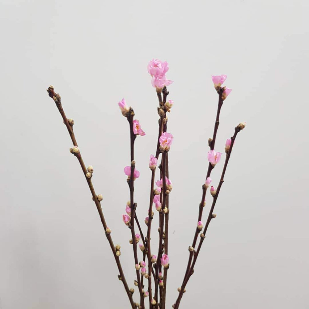 Peach Blossoms (Imported) - Pink