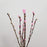 Peach Blossoms (Imported) - Pink