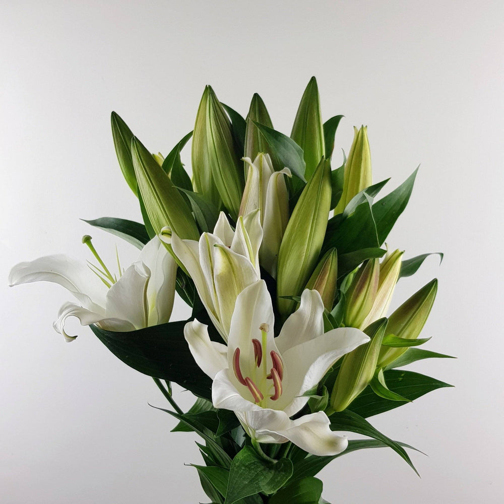 Lily (Imported) - White [5 Stems]