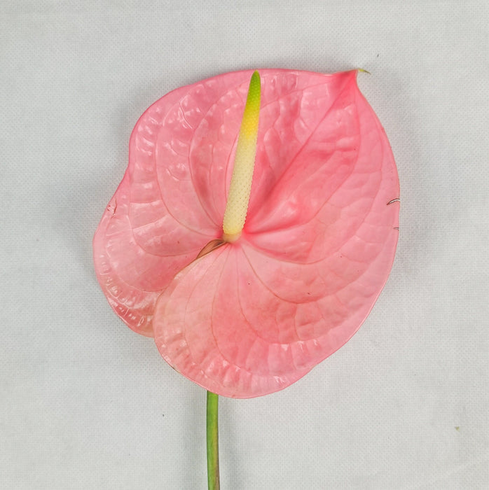 Anthurium (Imported) - Pink