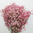 Gypsophila Baby's Breath 500g (Imported) - Red