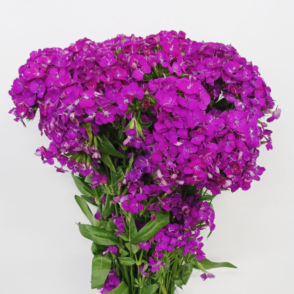 Barbatus Dianthus (Imported) - Purple