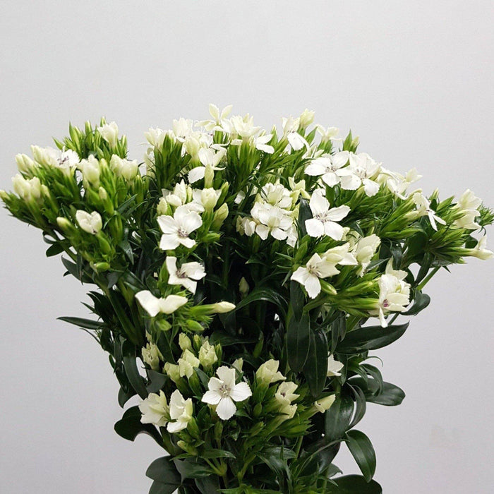 Barbatus Dianthus (Imported) - White