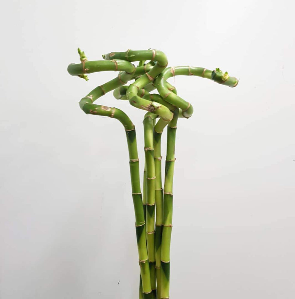 Curly Bamboo - 100 CM