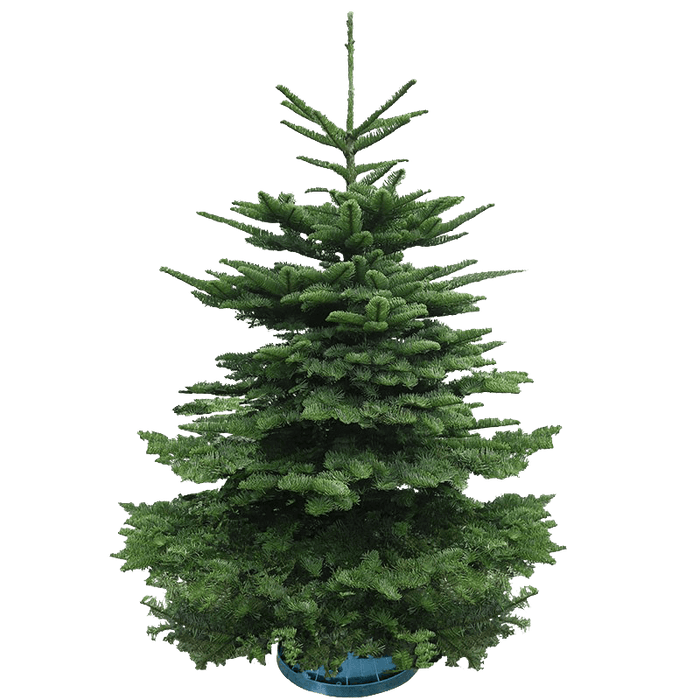 Real Christmas Tree (6/7 Ft.) - Premium Grade Noble Fir