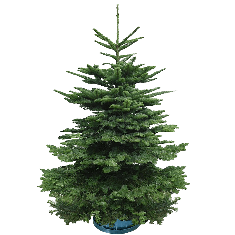 Real Christmas Tree (7/8 ft. / 200 - 225 cm) - Premium Grade Noble Fir
