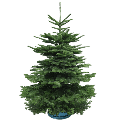 Real Christmas Tree (9/10 ft. / 250 - 300 cm) - Premium Grade Noble Fir