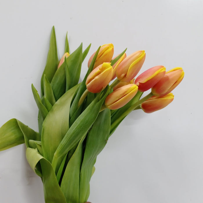 Tulip (Imported) - 2 Tone Orange Yellow
