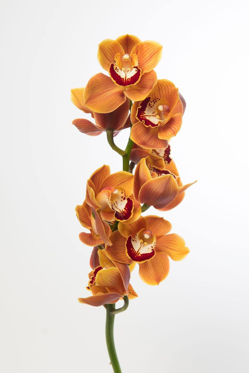 Cymbidium - Brown