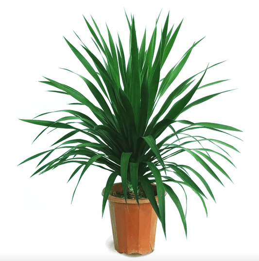 Dracaena Draco Single Stem (2.5 ft)